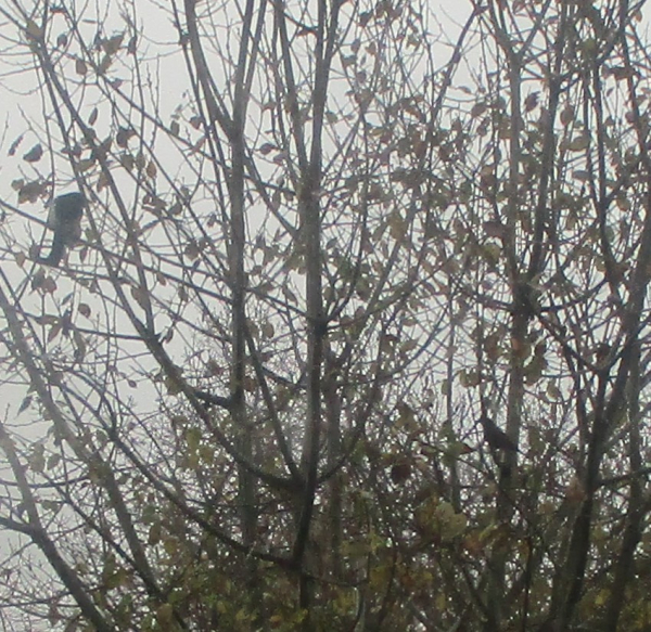 A truly abysmal photo of  my willow tree with two birds sitting in it under a grey sky.