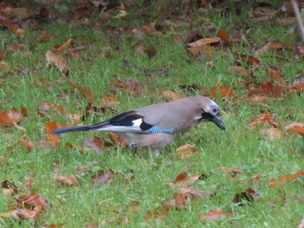 Photo of an Eurasian jay, with its distinctive blue shoulder patch, hopping about on a leaf-scattered grass lawn. It has its head tilted to one side and is peering intently at the ground, having moved a few leaves around. 