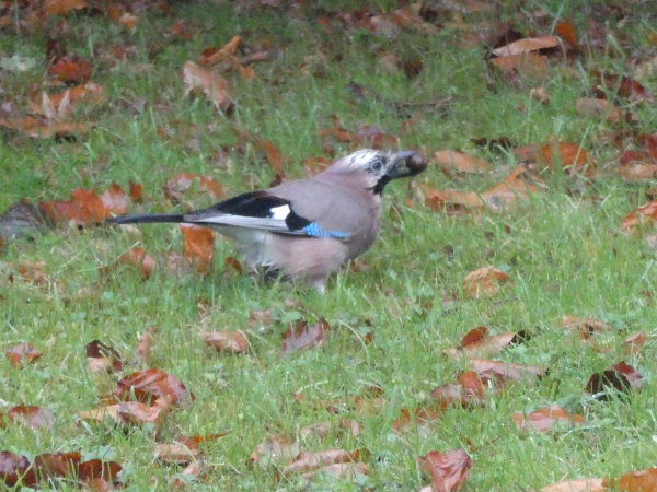 Slightly blurred photo of same jay a few moments later. It has turned slightly away from the camera and is now grasping a brown acorn in its stout black bill. A few seconds before it had drilled into the lawn to pull the acorn out of its hiding place.