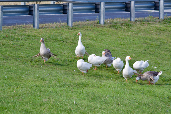 A group of geese wandering in a park. A number of the geese suffer from a deformity called angel wing which can be cause by a diet of hi carbs (bread, crackers etc) . The wings grow outwards from their body. It impedes their flight, and  they become prey for predators. 