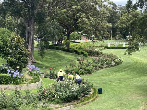 Photo of lush green parkland with tall shady trees and curving lines of rose beds. Three council gardens in yellow high-vis shirts and navy pants are working on the white roses together. 