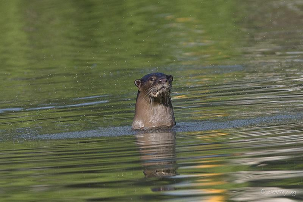 A picture of an otter.