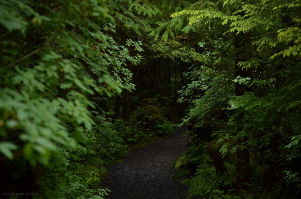 A darkened path covered in pea gravel in Petersburg, Alaska is surrounded by encroaching lush green foliage. The impression is either ominous or peaceful depending on your mood.