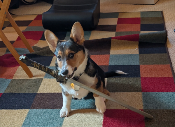 Jasper, my 5 month old tri-color corgi, holds a foam toy sword in his mouth, pausing for a photo before I took it away and replaced it with a more suitable chew toy.