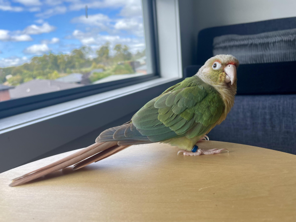 A yellow and green parrot sitting on a light timber stool. An armchair and window in the background. The sky is a bit cloudy. 