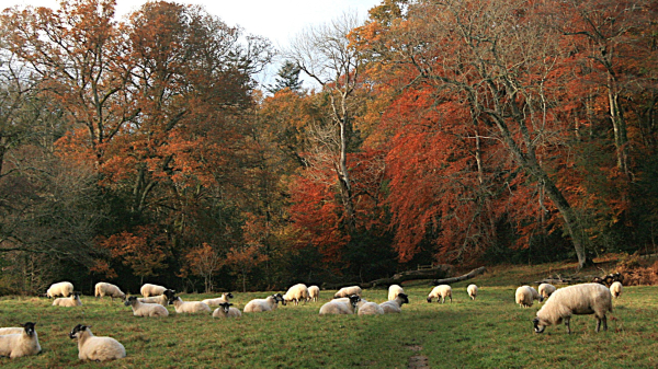 A flock of sheep, mostly lying down, in front of autumnal woodland.