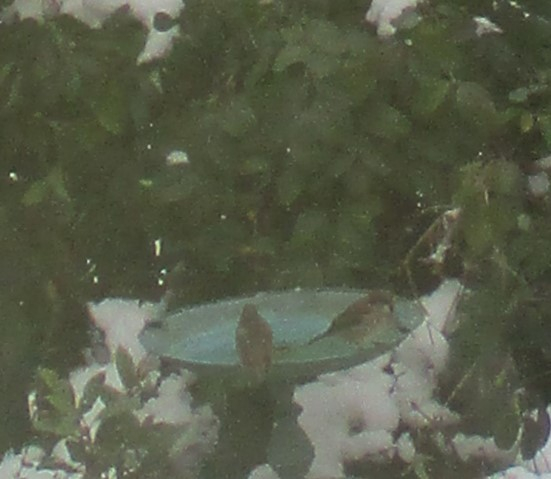 Dreadful photo of two sparrows sitting at the bird bath.  The evergreen clematis that has overtaken the garden fence is in t he background, and a random shrub that seems determined to colonise said bird bath is making an appearance from the right of the shot.