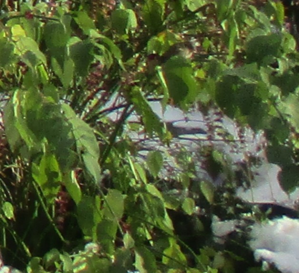 Picture of my Himalayan honeysuckle in the snow.  There's a dunnock in there somewhere.