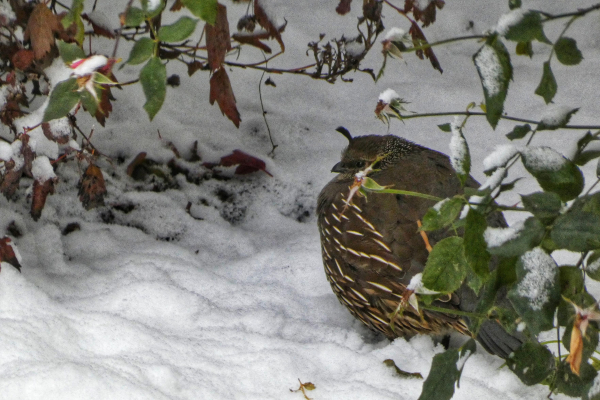 Photo of a little makeshift den under the autumn stems and curled green and brown leaves of a wild rose and other bushes in a snowy backyard. Partially hidden behind the greenery (and brownery) is a very, very round California quail, all hunkered and plumped up against the wind and cold. We find the bird in left-facing profile, the streaky white quill pattern of eir brown breast taut with eir floomfing, eir colorblock face pulled in so far we only find the tiny black button of eir eye and the barest suggestion of white stripes and black patterning. Eir face looks almost owl-like, save for the fuzzy gold eyebrows and the little pull tab of feathers sticking up from eir forehead--the signature quail crest. A light dusting of outer space is discoverable in the back of eir neck--a triangular black patch speckled with tiny stars of white. You could cup em in your hands like a tiny pumpkin or a cottage loaf or the softest, most dapper croquet ball.