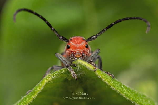 Photo of a milkweed beetle peeking up at the viewer over the edge of a leaf that has been chewed on. The beetle has a red head with 4 black eyes and long curved antennae. The unusual eye positions gives it an earnest looking expression.