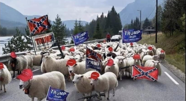 Image of sheep with tRump signs and confederate flags.