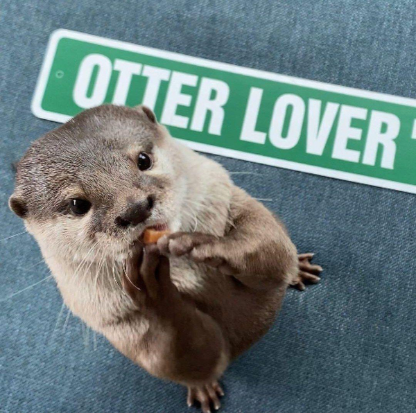 A picture of an otter.