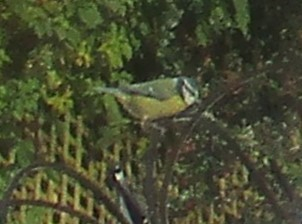 A very poor quality photo of the feeding station at the top of my garden, with a blue tit atop it.  The trellises on the fence are in the background, covered in everygreen clematis.  