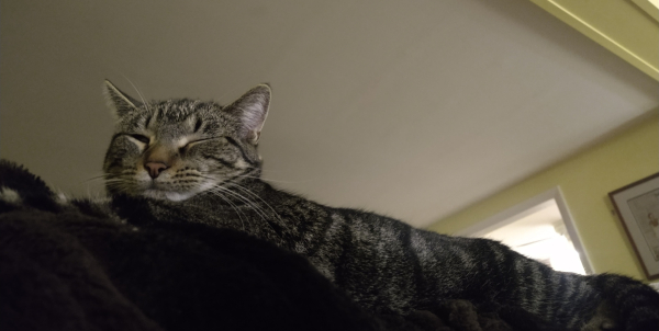 Topaz, a dark gray tiger kitty, stretched out on the back a sofa, which is covered in a black fuzzy blanket. Her eyes are shut and the white ceiling and yellow walls are visible behind her