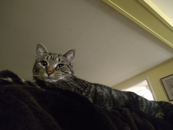 Topaz in the same spot but now her eyes are open. She's relaxed but curious. Her black stripes make it seem like she might be growing out of the black fuzzy blanket.