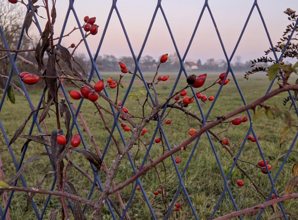 A rose hip growing nex to the blue metal fence.