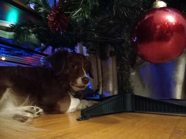 A small brown and white dog lying under a Christmas tree, giving me side-eye for disturbing his peace.