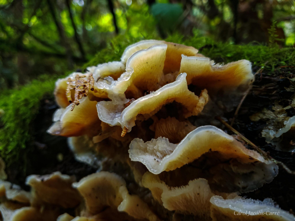 Several layers of translucent brown to white mushroom cap fans grown on a moss covered stump.  The caps have almost transparent edges and what little white protuberances poking up from the top. They look and feel jelly-like.