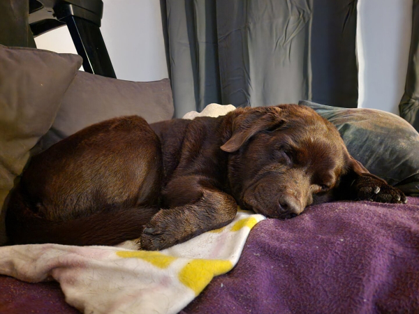 A chocolate brown Labrador, laying on a couch, covered with purple and white fleece plaids (the couch is covered, not the dog, she's laying on the plaids), sleeping peacefully. She's slightly curled up, with one paw on each side of her head.