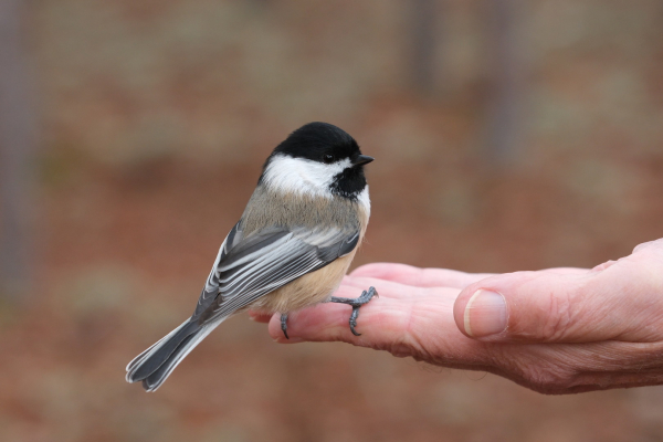 A small bird with a black cap and bib, white cheeks, buffy sides, and grey wings and back. It sits on an outstretched hand. The background is blurry brown and orange.