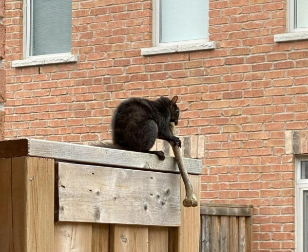 black squirrel sitting on fence while it chews on the end of what appears to be a human bone