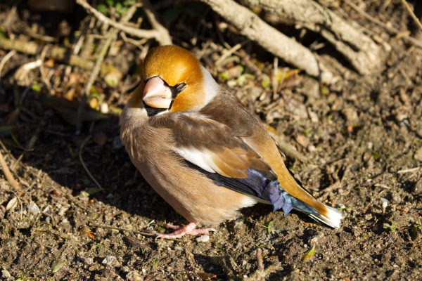 Ein Kernbeißer (Coccothraustes coccothraustes) steht auf dem Erdboden, hat den Kopf in Richtung Betrachter gedreht und die Augen im Licht der tiefstehenden Sonne zusammengekniffen.
Der Vogel besitzt einen großen Kegelschnabel und einen kurzen Schwanz. Die Augen sind braun. Die äußeren großen Armdecken bilden ein weißes Band. Daneben gibt es ein weißes Band im Bereich der Handschwingen, die Schwingen sind ansonsten blauschwarz. Beine und Zehen sind fleischfarben.
Der Kopf ist rotbraun. Er ist durch ein breites graues Nackenband mit dem dunkelbraunen Rücken verbunden. Der schwarze bis grauschwarze Schwanz mit breiten, weißen Endbinden ist wenig eingekerbt. Zur Mitte hin geht die Färbung in einen grau- bis hellbräunlichen Farbton über. Die Zügel, die schmale Schnabeleinfassung und der Kehlfleck sind tiefschwarz. Die Brust und die Unterseite sind zimtbraun. Der Bürzel ist gelbbräunlich bis hellbraun.