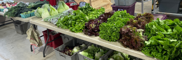 farm share table of veggies