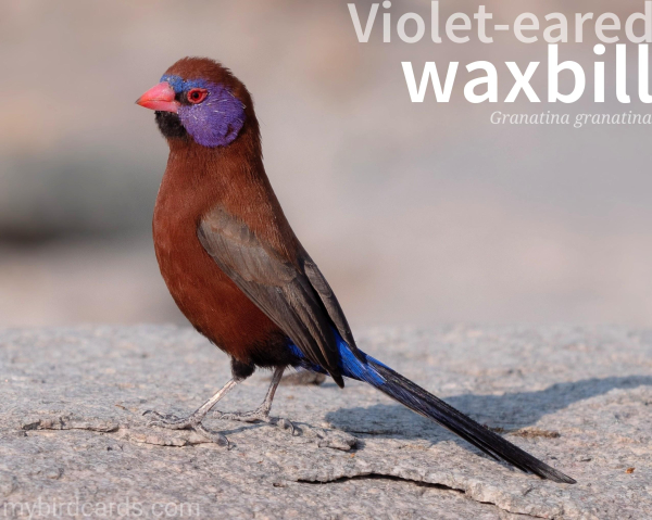 🌍 Violet-eared waxbill (Granatina granatina) 

The Violet-eared waxbill, also known as the Common grenadier, is a small bird native to sub-Saharan Africa. It is characterized by its distinctive plumage, with a brown-red body, black wings, and a violet-blue patch on its cheeks. It's short, broad-based, sharp-pointed beak is pink and waxy-looking, and it's pink-ringed eyes are red. These birds are often found in small flocks and inhabit grasslands, open woodlands, and savannahs. Violet-eared waxbills primarily feed on seeds and insects. GPT-3.5 (Edited)

Conservation status: Least Concern (IUCN 3.1) 

📷: Photo by hbieser via Pixabay 

GGVR