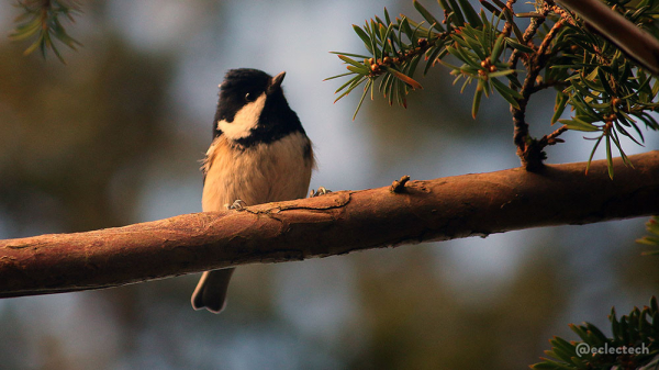 A photograph of a small bird, fairly sure it's a coal tit, sitting on a sunlit branch of an evergreen tree that stretches horizontally across the frame. The bird has a black head except for a triangular flash of white on the side. It's front is pale cream. The background is blurred green and grey of the tree and sky beyond, and on the right are green needles on a small branch jutting up from the main one that the bird is sitting on. The bird is looking up and to the right, in a rather dignified pose.