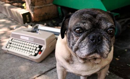 small dog sitting in front of a typewriter in the background