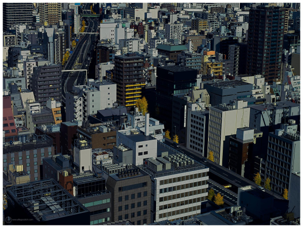 A landscape orientation photograph made from the 19th floor of a building in Tokyo's Nihonbashi district. We are looking north, down into the city through the 80mm lens on my Hasselblad H4D-40 camera. The Ueno-bound section of the motoroway snakes from bottom right up to middle top left of the frame. Yellow gingko trees are dotted throughout the scene, as it's late autumn. Sections of several of the buildings in the scene also have yellow features. Creating a scene where many kilometres of city are pictured and throughout the whole scene there are splashes of yellow. 