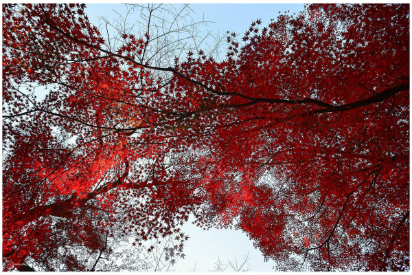 A landscape orientation photo made during the autumn of 2023, at Todoroki Shrine in Tokyo, Japan. 

We're looking straight up into the momiji (maple) trees overhead. From left and right, the boughs of two trees are converging in the centre of the frame. The blackness of their branches the threads by which the whole frame of the photo is held together. The red leaves cover almost the whole frame, save for two sections in the middle top and middle bottom. Some of the leaves are brightly backlit. Some less so. The reds are vivid. It7s perhaps the last week of autumn flourish in these trees. 