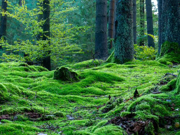 Bemooster hügeliger Waldboden, dunkle Fichtenstämme rechts, hinten eine junge Buche, weiteres, dunkles grün im Hintergrund.