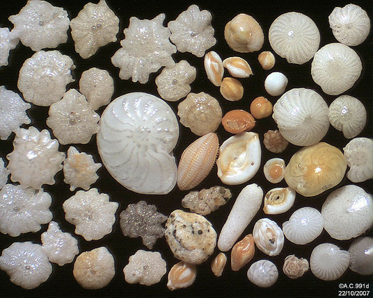 A bunch of tiny fossilized imprints of Foraminiferida. They have various shapes, including round, nautilus, cowrie, and star pattern