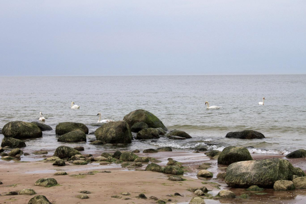 Photos of swans swimming in the Baltic Sea