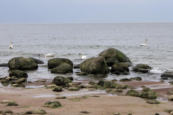 Photos of swans swimming in the Baltic Sea