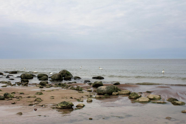 Photos of swans swimming in the Baltic Sea