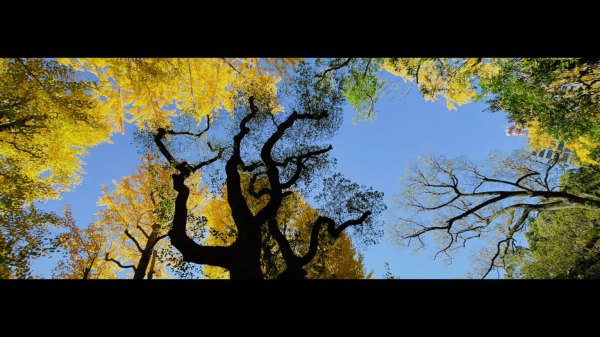 A 65x24 aspect ratio, landscape orientation photo made on my iPhone 12Pro with the 65x24 app.   We’re in Hibiya Park, Tokyo. Over towards the south side.   Looking up into the canopy of the gingko trees. On a super wide lens setting. The main subject of the photo is the biggest gingko tree in the scene. Which is largely denuded of leaves. But its trunk and branches are rendered almost jet black and the pattern and shape of swirling branches provides a visual anchor for the photo.   The vibrant yellow of the surrounding trees in stark contrast. 