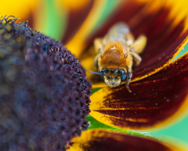 Extreme closeup photograph of a bee sitting on the petals of a Rudbeckia flower next to the flower's conical center. Rudbeckia have yellow and maroon petals that radiate from a center filled with dark brown florets. I wasn't able to ID this bee species but it has the typical bee features and yellow, brown, black colors. The bee is facing the camera with its body behind it. Only the area in the same focal plane as the bees face and head are in focus.