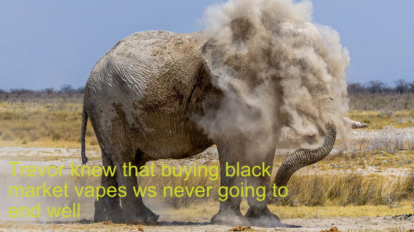 An elephant dusts itself off covering it's head in a cloud, the caption reads 'Trevor knew that buying black market vapes was never going to end well'