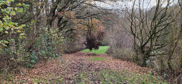 Broken branch overhanging a grass trail.