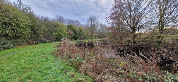 Grass trail with bushes and trees.