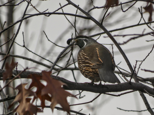 Photo of a very round, plump, chickenlike grey bird with a brown breast flecked with creamy quill-like markings, a gorgeous black face with white outlining, and an endearing upside down quotation mark of feathers Kewpie-ing up from eir forehead like a tiny pennant, sitting up in an almost bare oak tree against a backdrop of twiglets and heavy winter fog. The wonderful borb, a California quail, is standing in left-facing profile and looking down thoughtfully towards the ground, as though wondering why e's not down there foraging around. A few stray, brown oak leaves like pointy-limbed paper dolls dress the odd branch in the soft focus of the foreground.