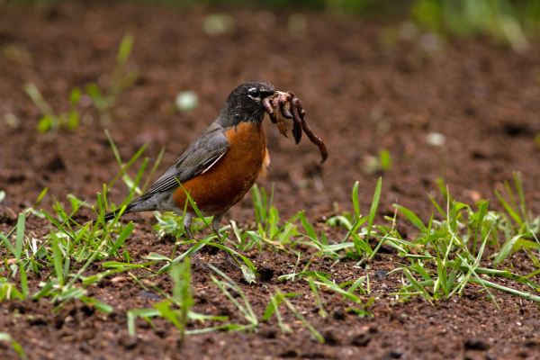 A robin on the ground with a mouthful of worms. 