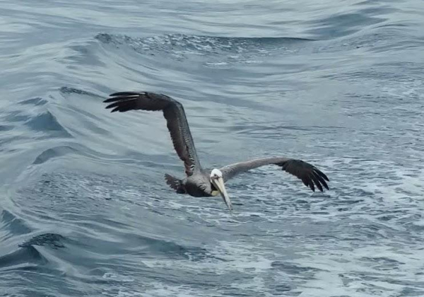 A gray and white California brown pelican (_Pelecanus occidentalis californicus_) flies over blue waves of water in the Pacific Ocean somewhere in the strait between Long Beach and Santa Catalina Island, California, USA.