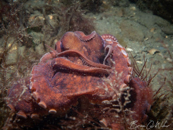 A common octopus staring at the camera with arms wrapped around itself