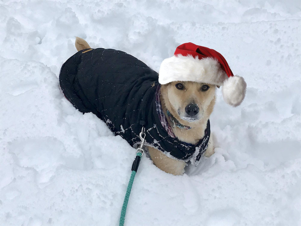 Gold and white dog wearing a black coat and a Santa hat, looking up at the camera while lying in the snow.