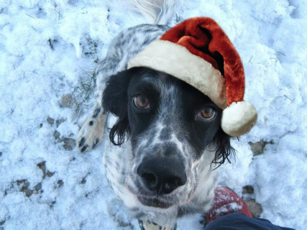 A black and white dog wearing a Santa hat, and sitting on snow covered ground, looks up to the camera with big brown eyes.