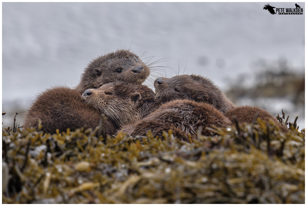 An otter family comprising of a mother and her two cubs,  snuggled together on a bed of seaweed beside a loch.