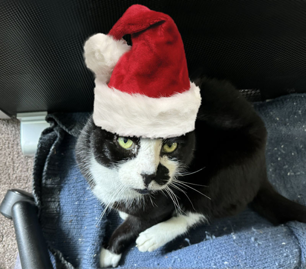 A black and white cat lying on a blue blanket and looking up to camera. He is wearing a tall and fluffy Santa hat,